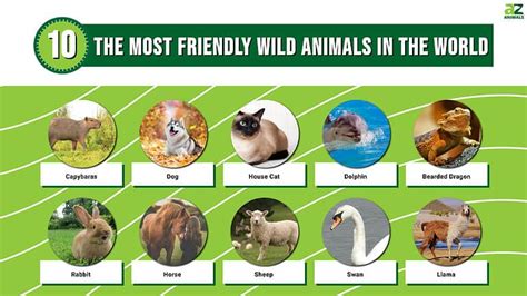 top 10 friendliest wild animals